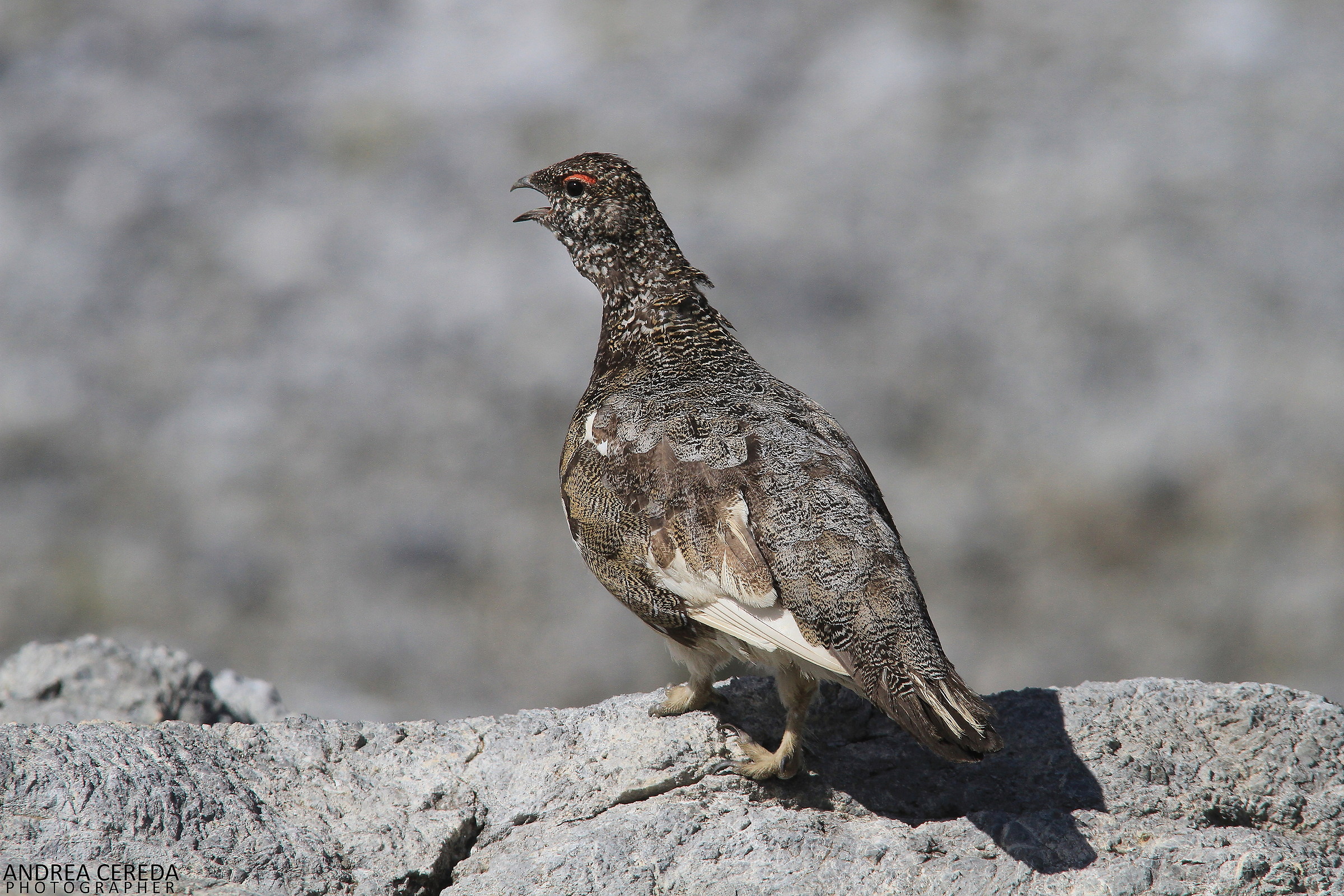 Lagopus muta ssp helvetica - Pernice bianca