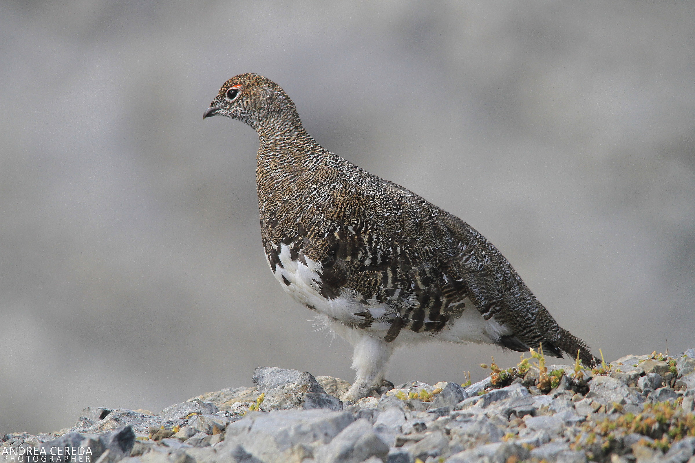 Lagopus muta ssp helvetica - Pernice bianca