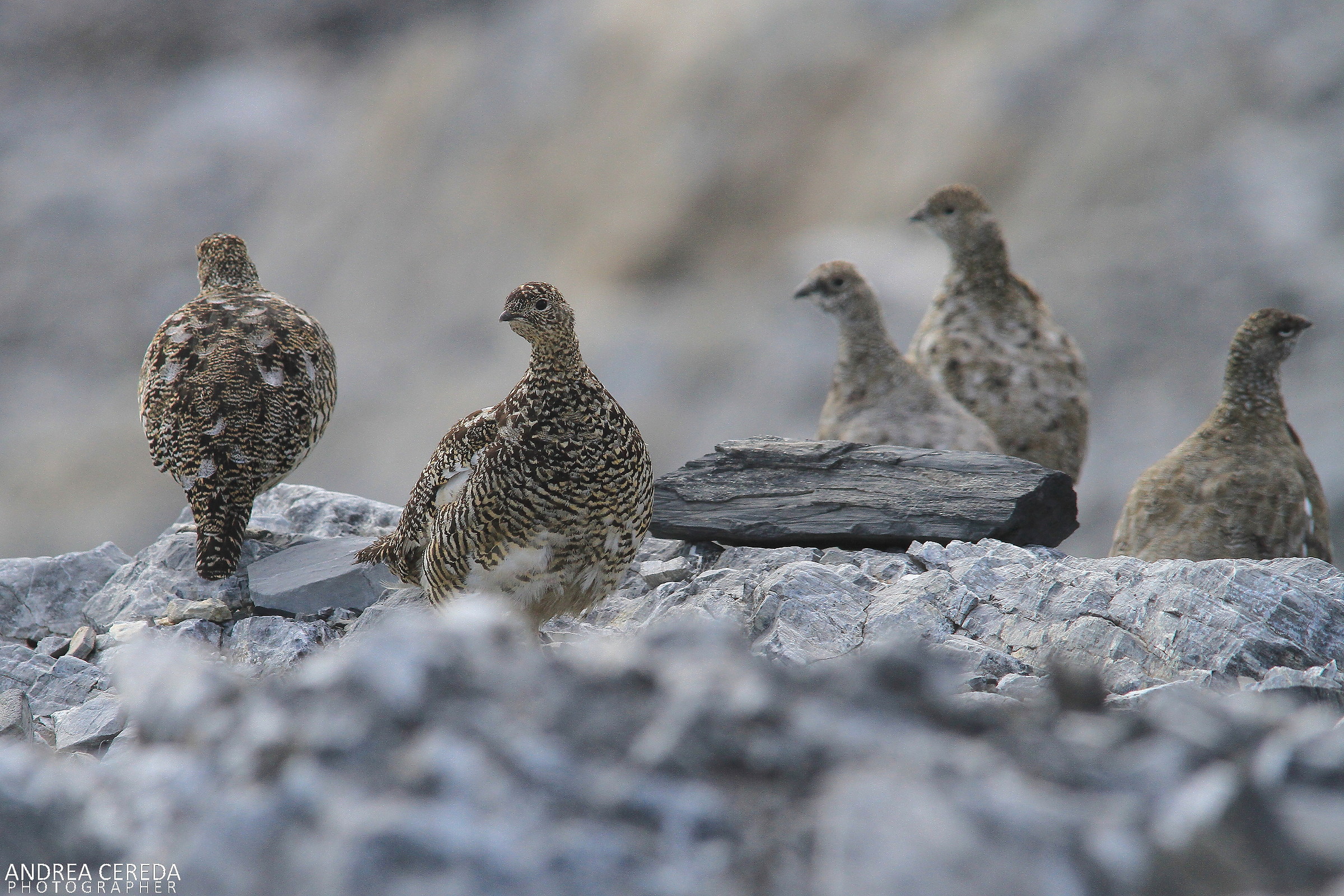 Lagopus muta ssp helvetica - Pernice bianca