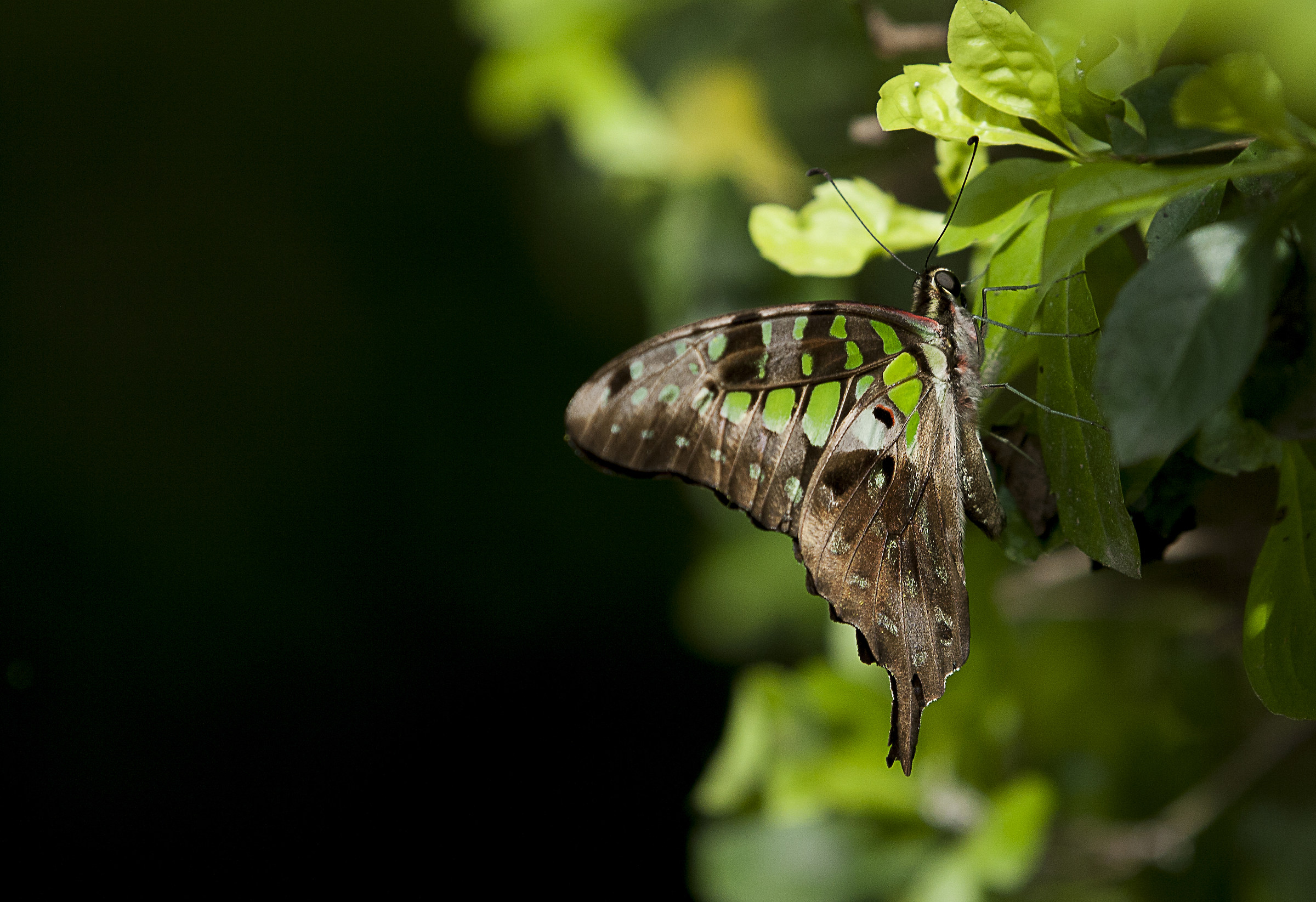 The Long Tailed Jay