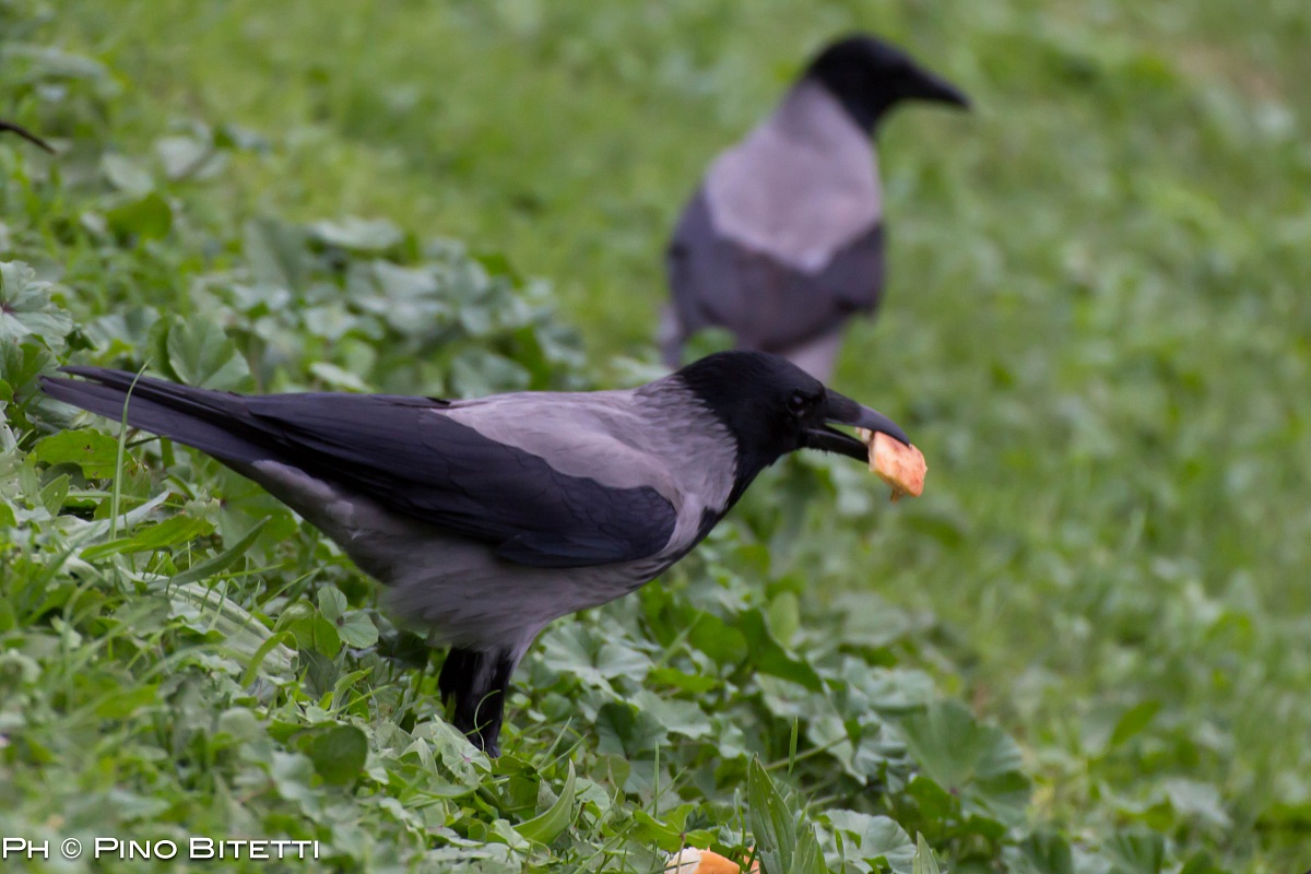 Hungry Crow