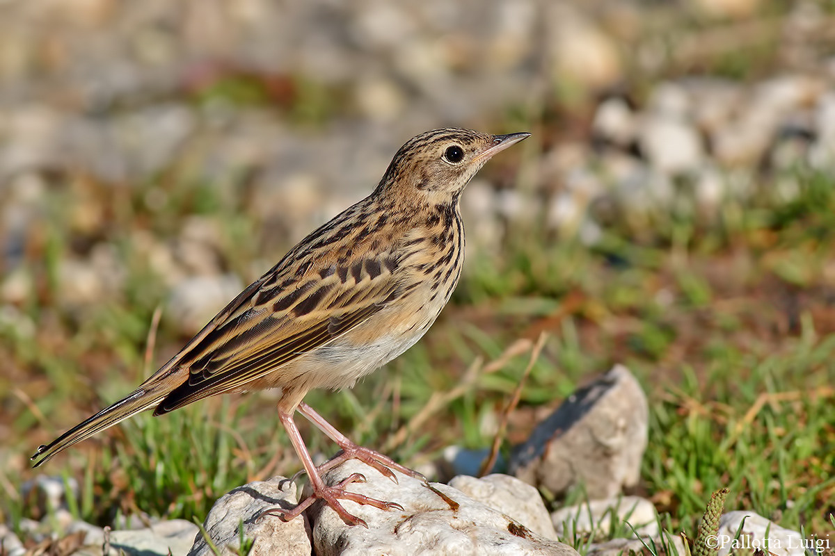 Prispolone (Anthus trivialis)