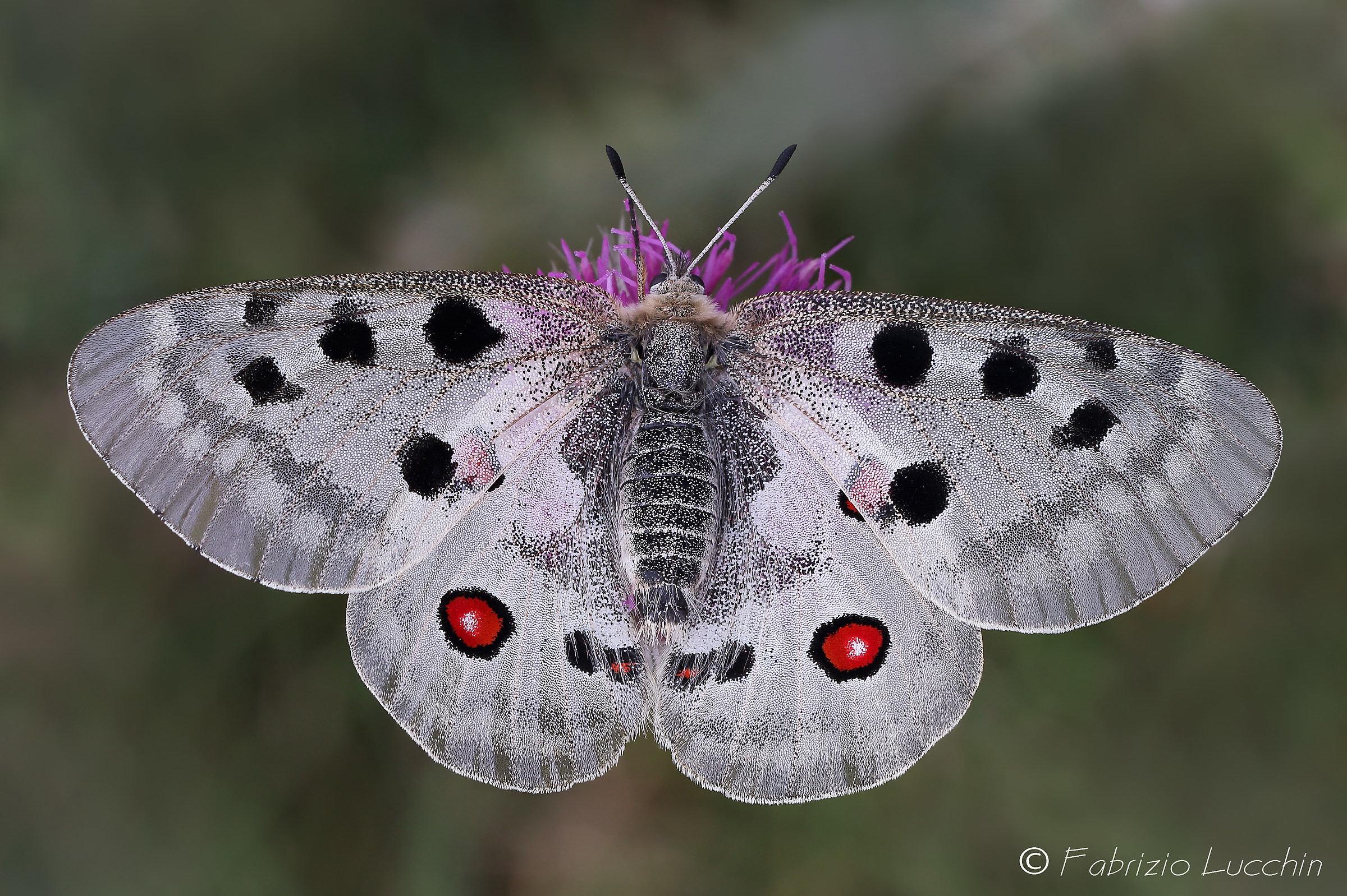 Parnassius apollo F.