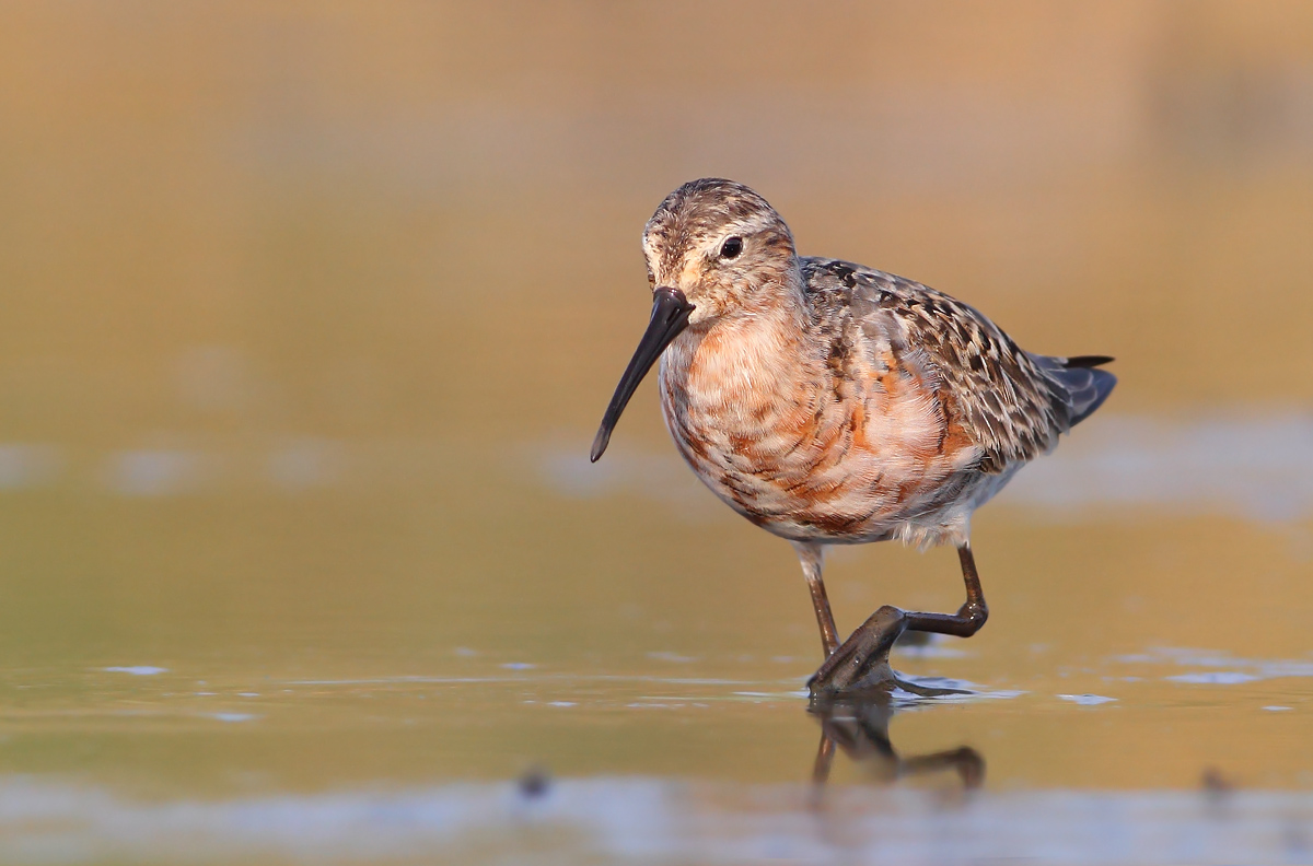 Sanderling