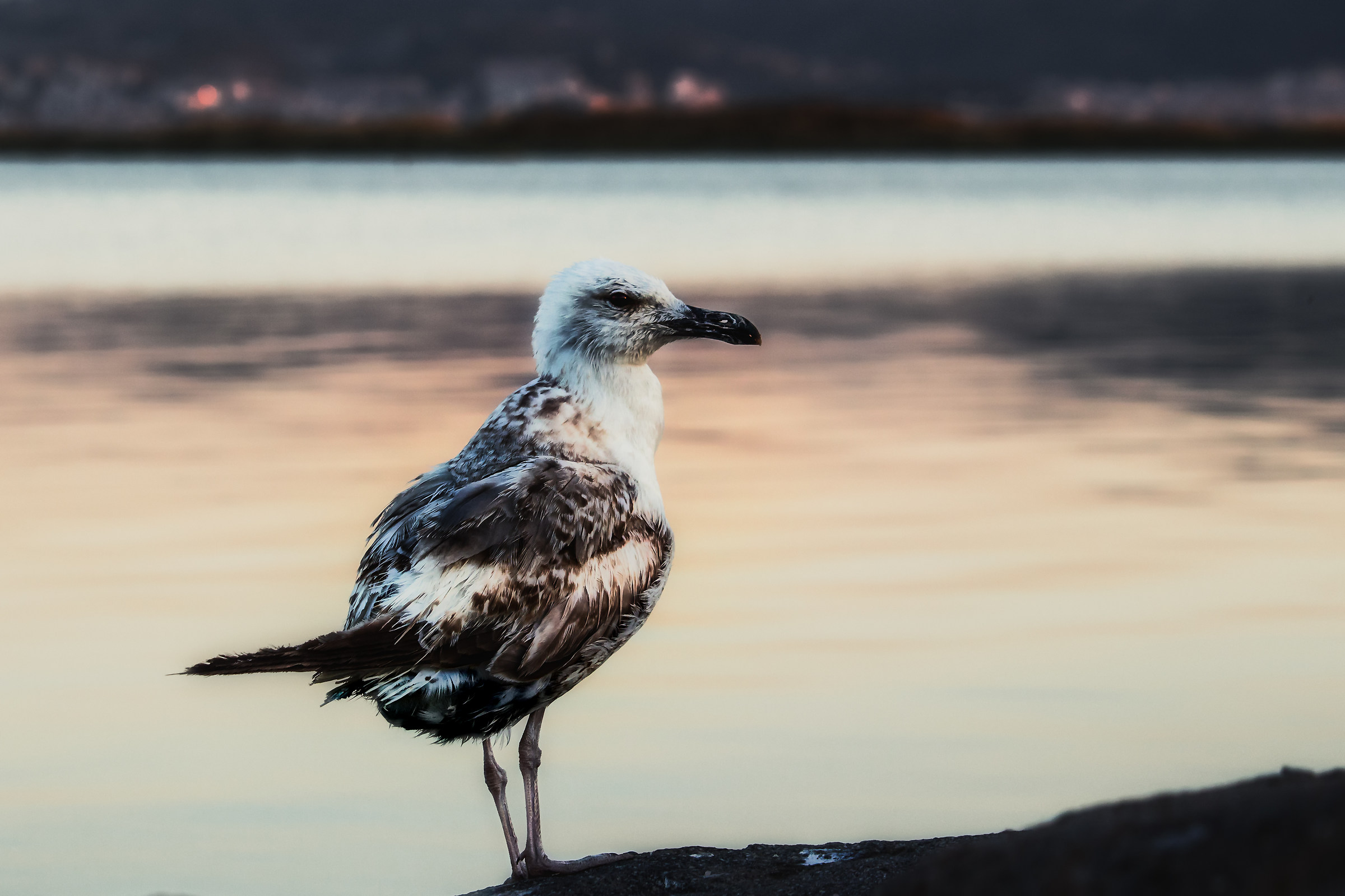 A seagull at golden hour