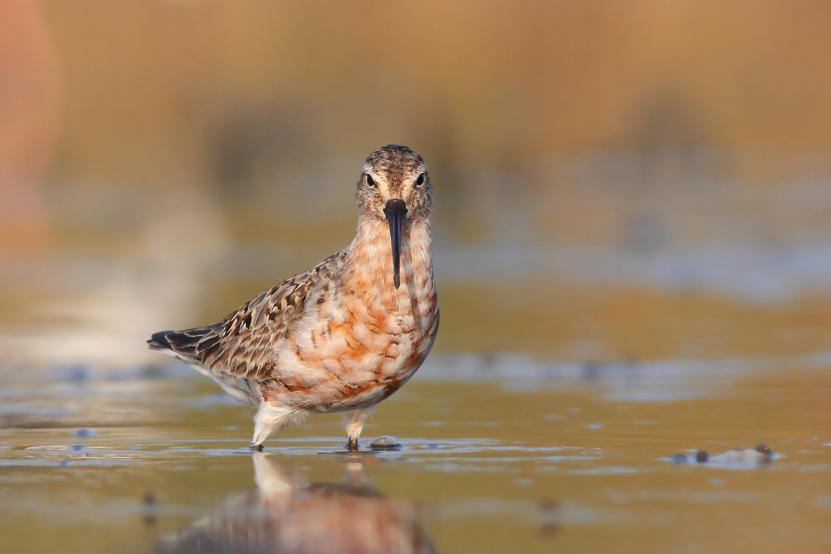 Sanderling