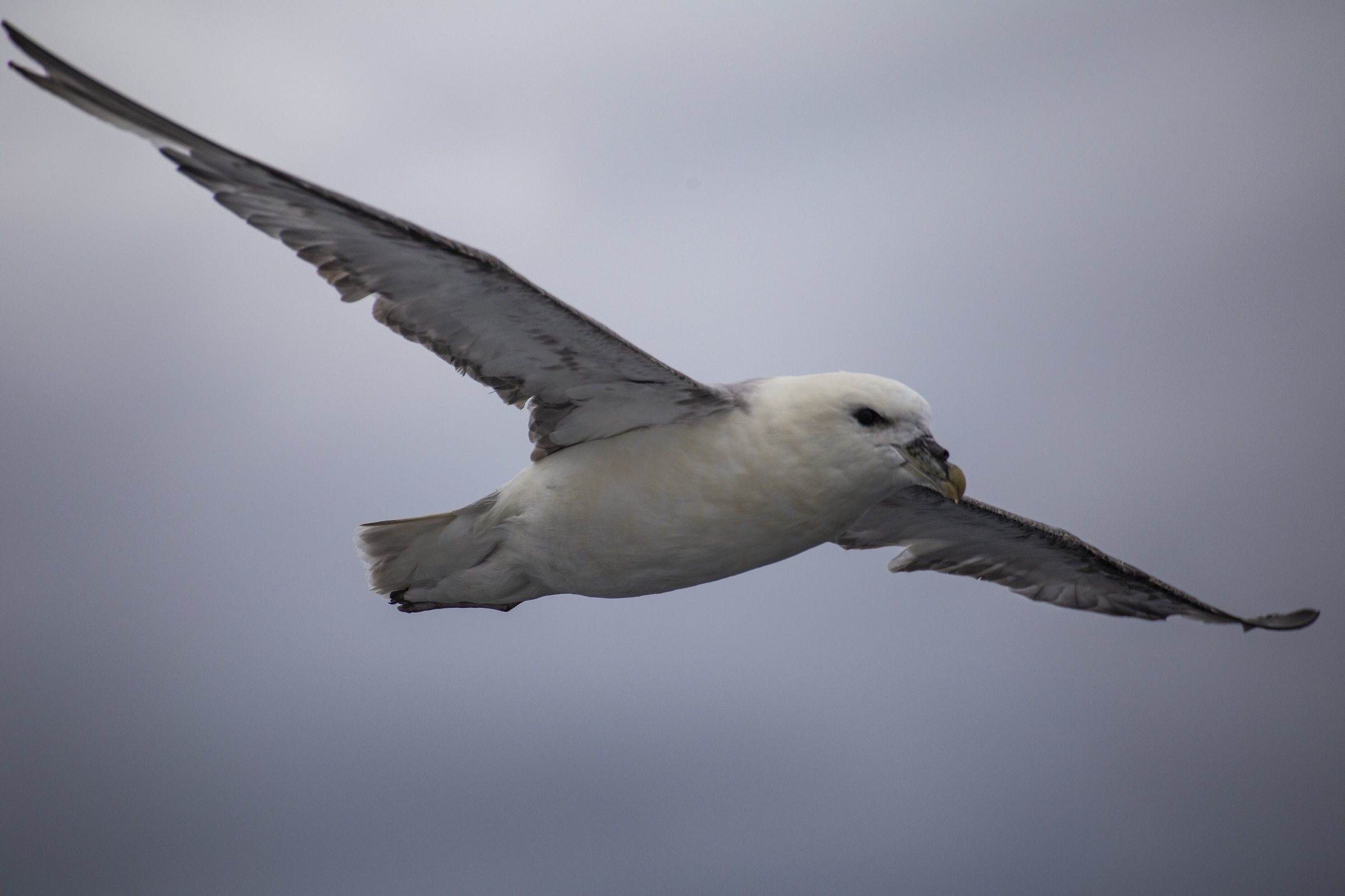 Seagull-Andenes-Lofoten Islands