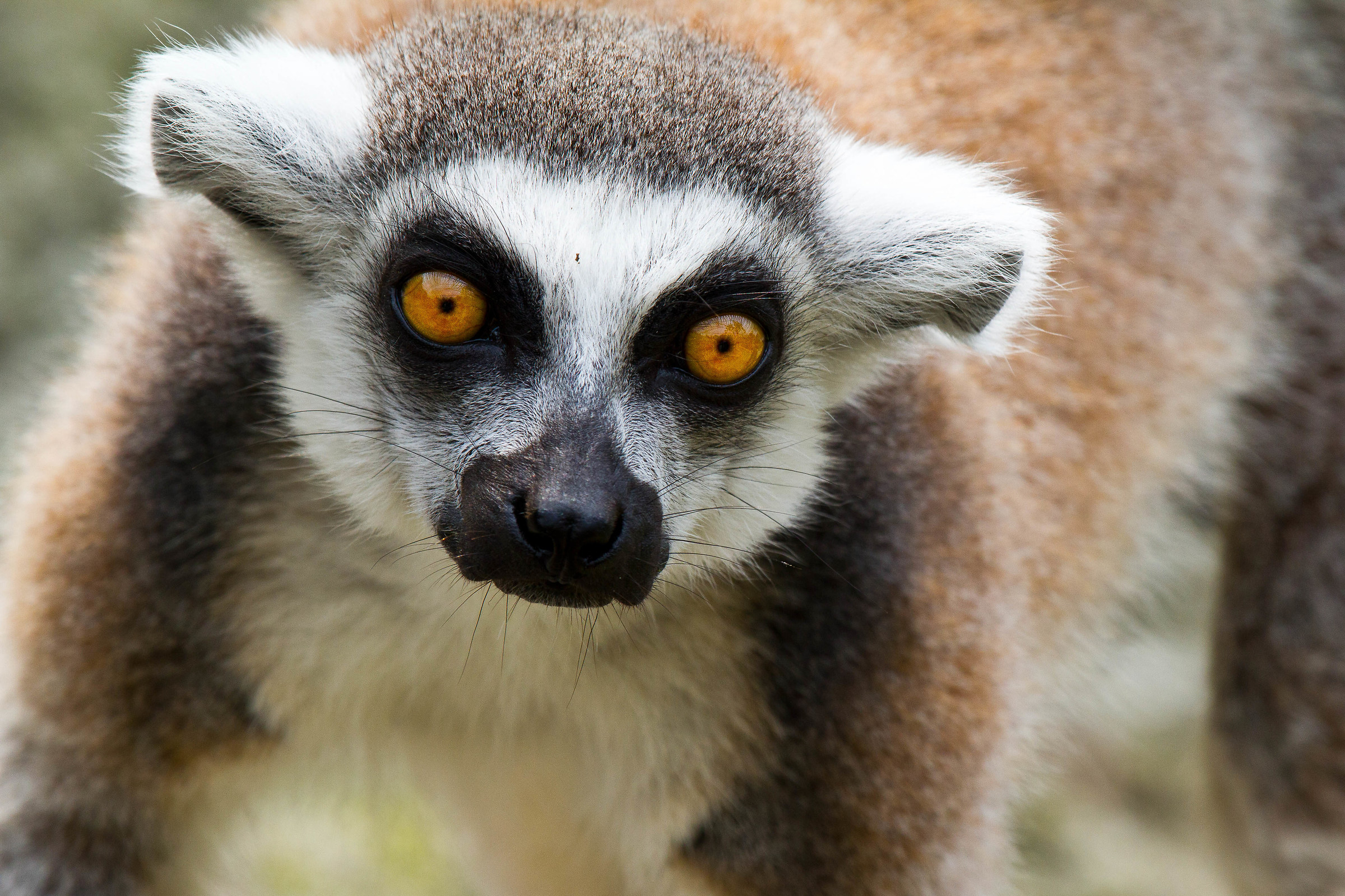 Lemur