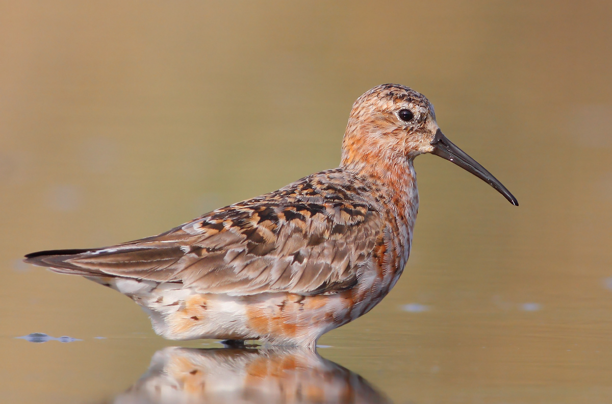 Sanderling