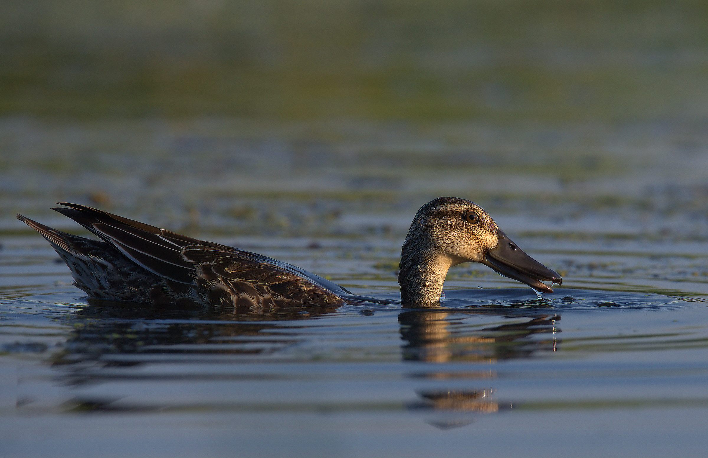 Garganey
