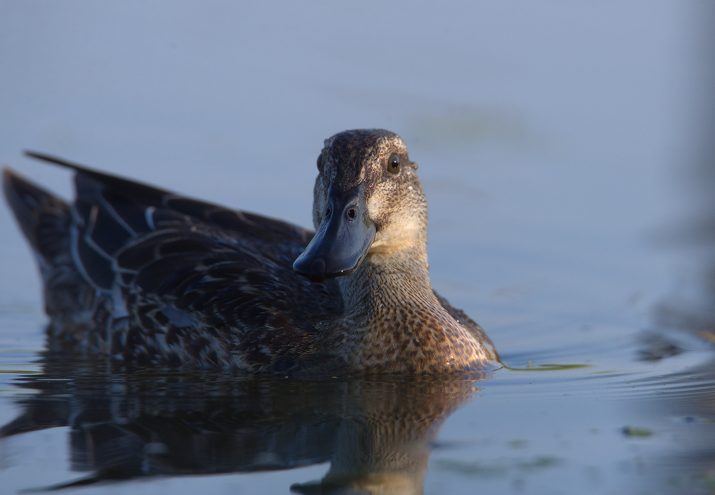 Garganey