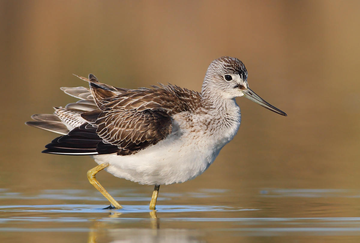 Greenshank
