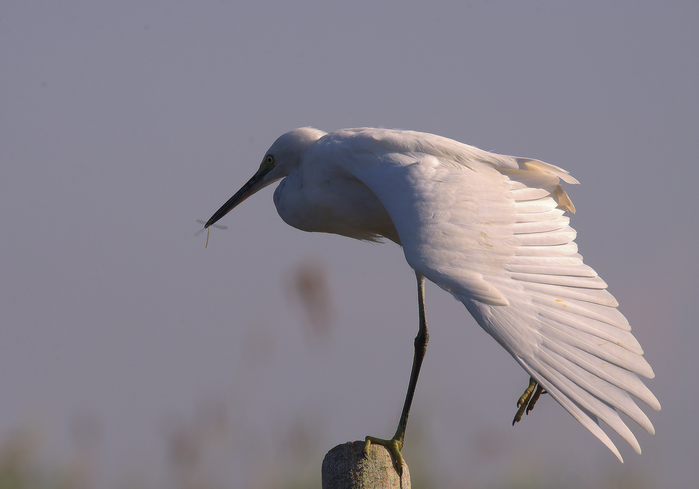 Egret