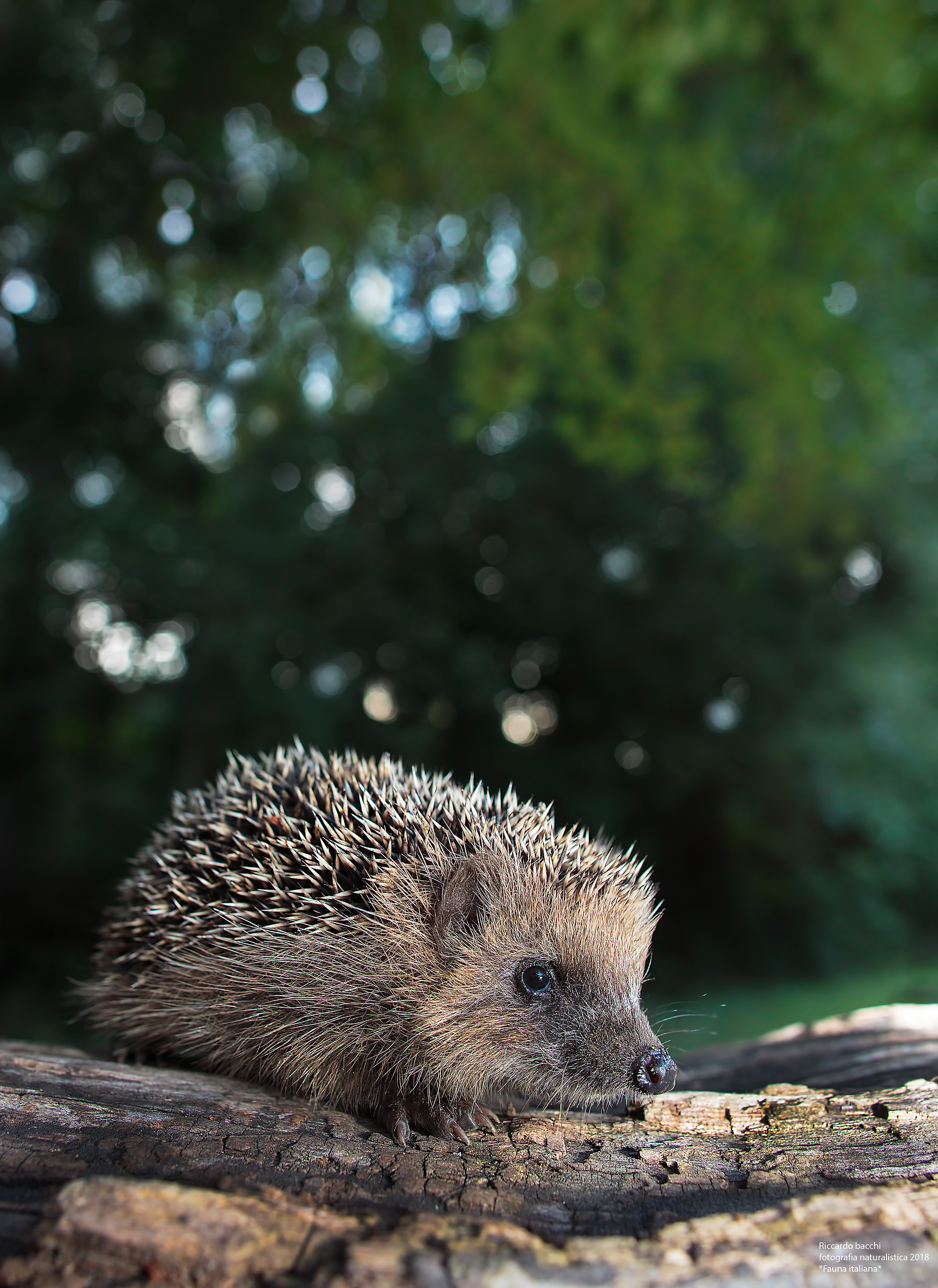 Riccio Europeo e ciclamini