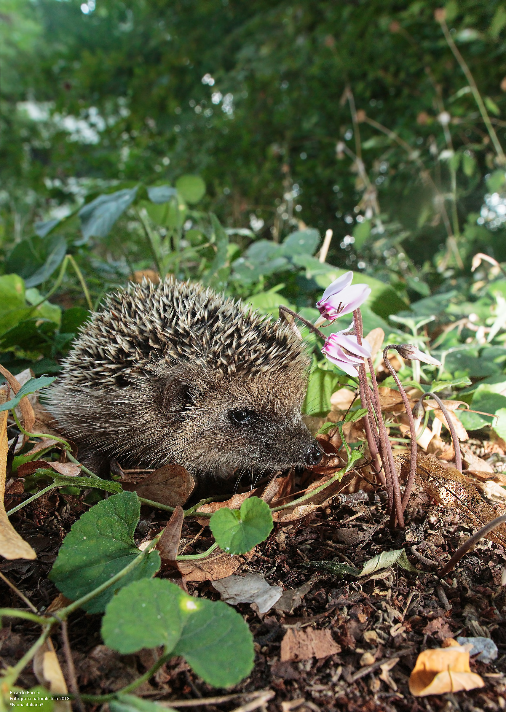 Riccio europeo e ciclamino