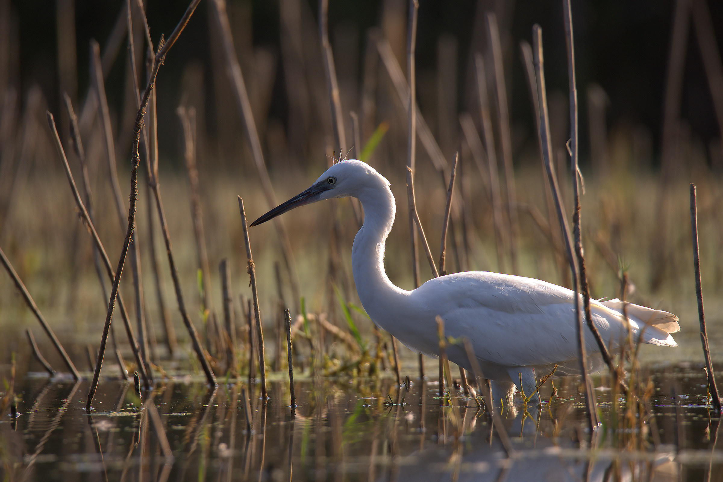 Egret