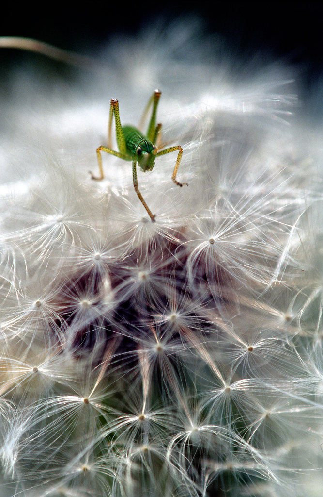 passeggiata sul tarassaco