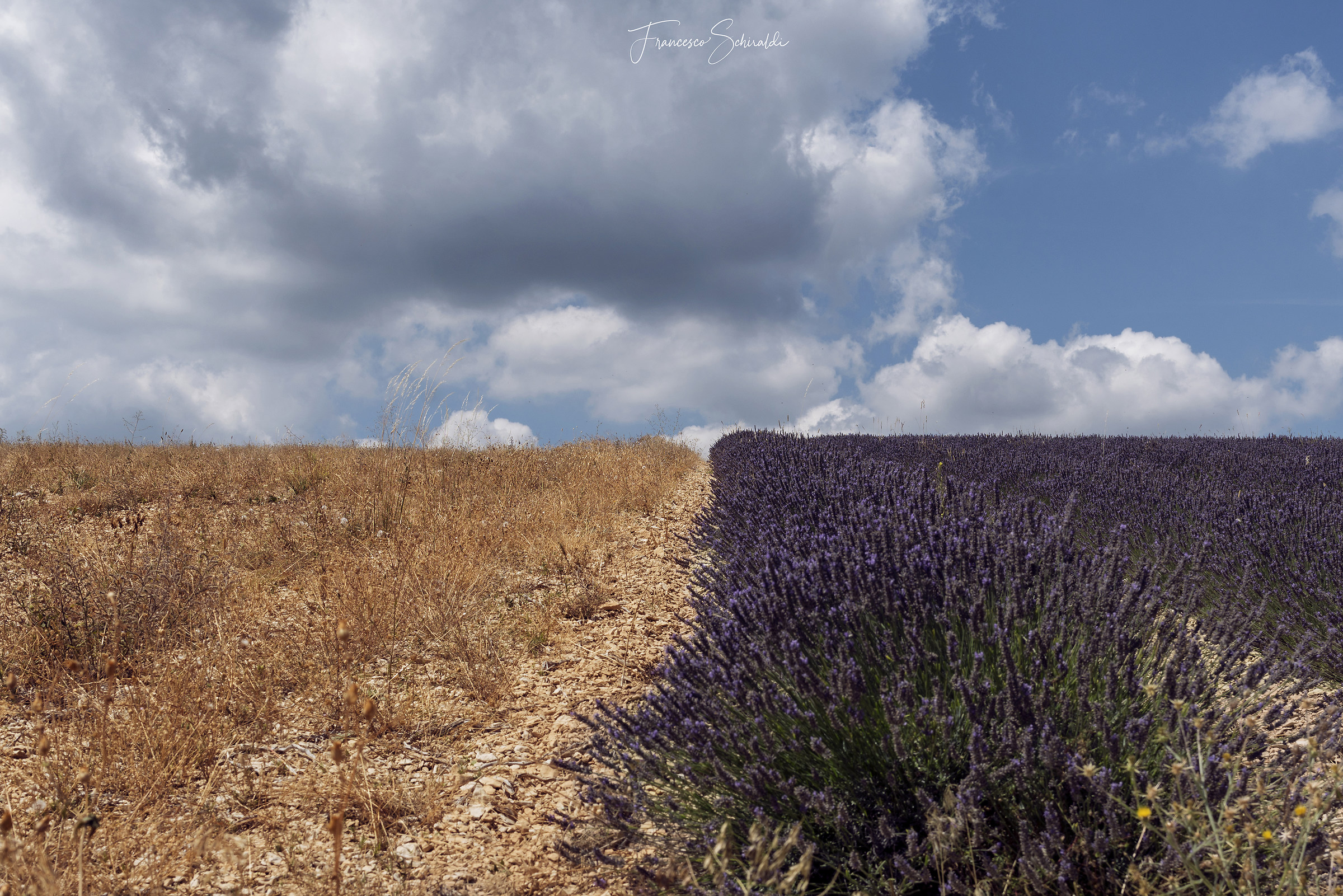 Between cultivated and falunked lavender fields
