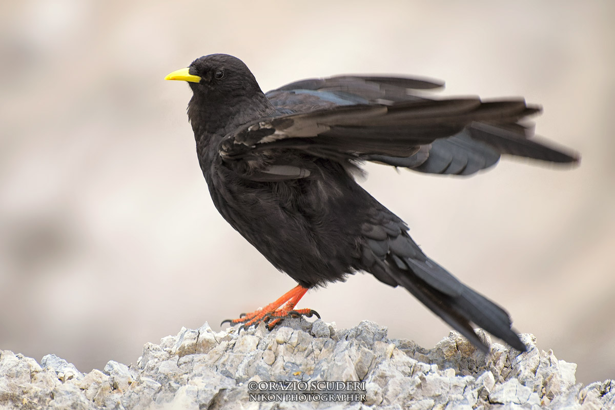 Pyrrhocorax graculus