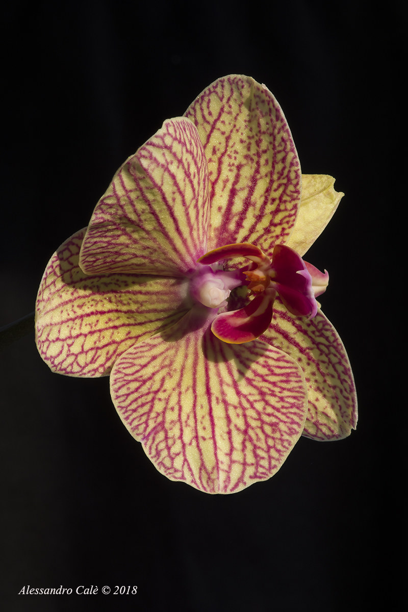 Le mie orchidee 1788