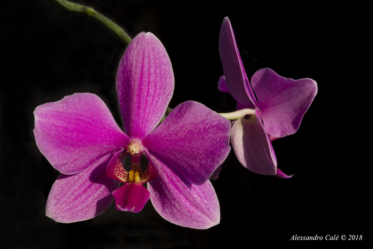 Le mie orchidee 1803