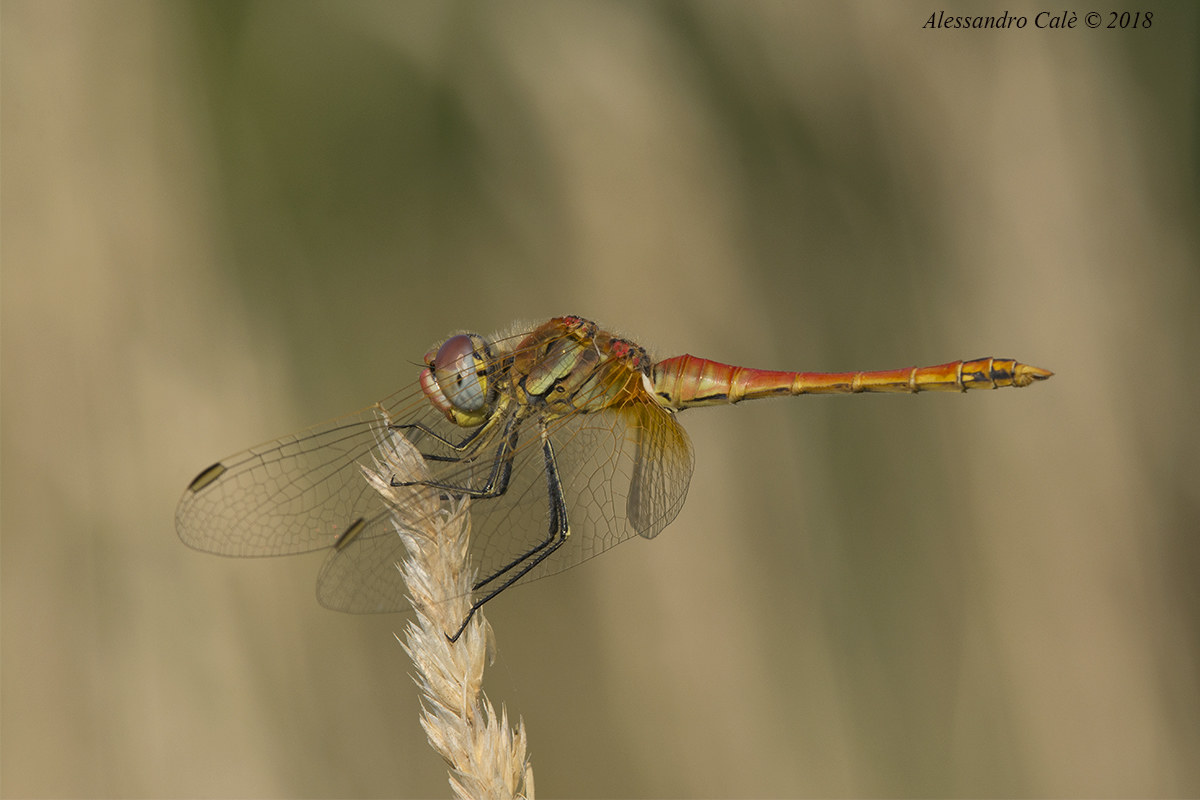 Sympetrum 3210