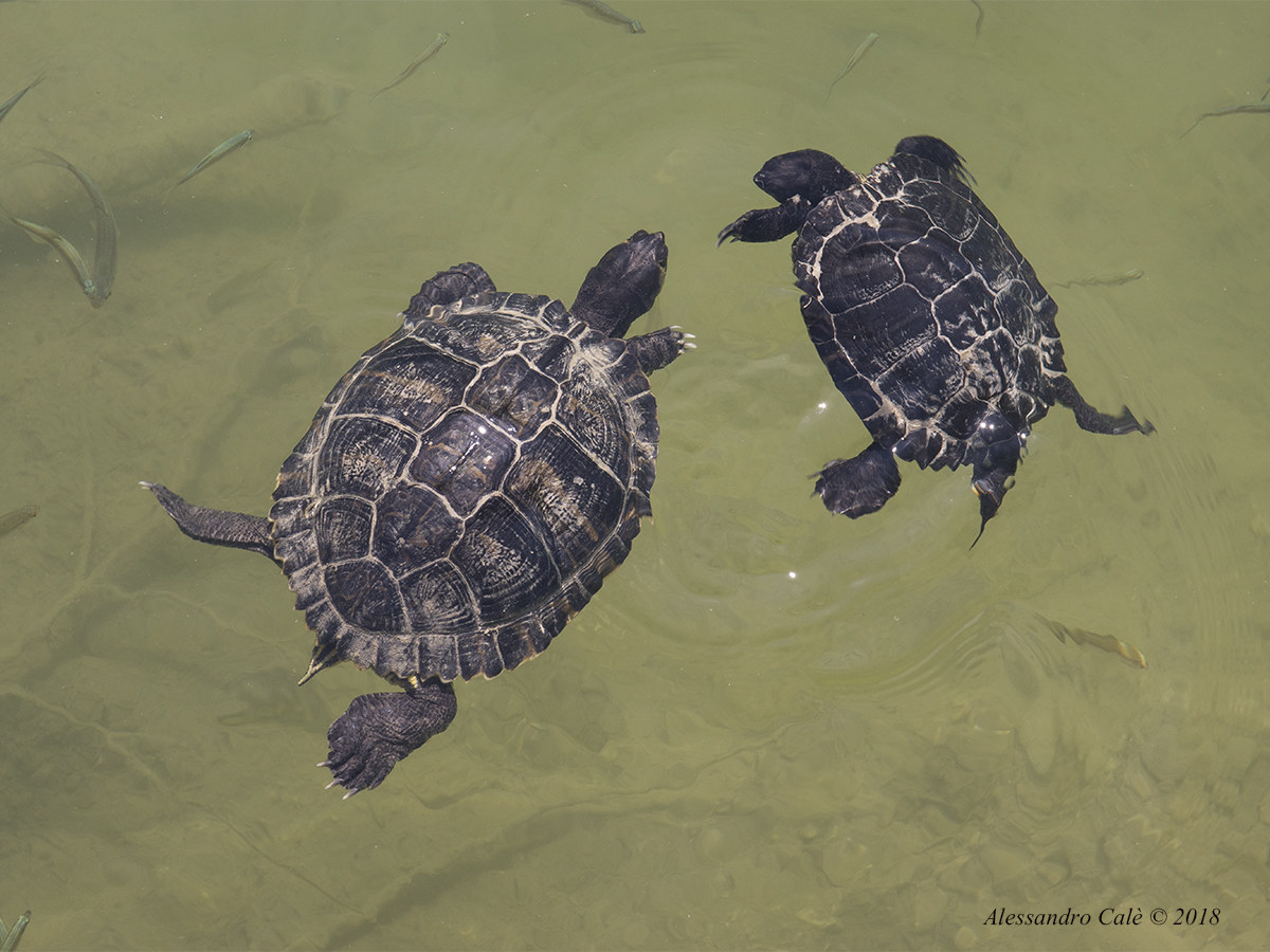 Battle in the water 1675