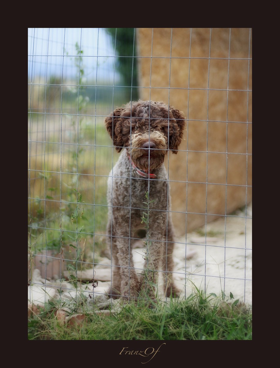 Isabel, uno dei nostri Lagotti Romagnoli da tartufo.