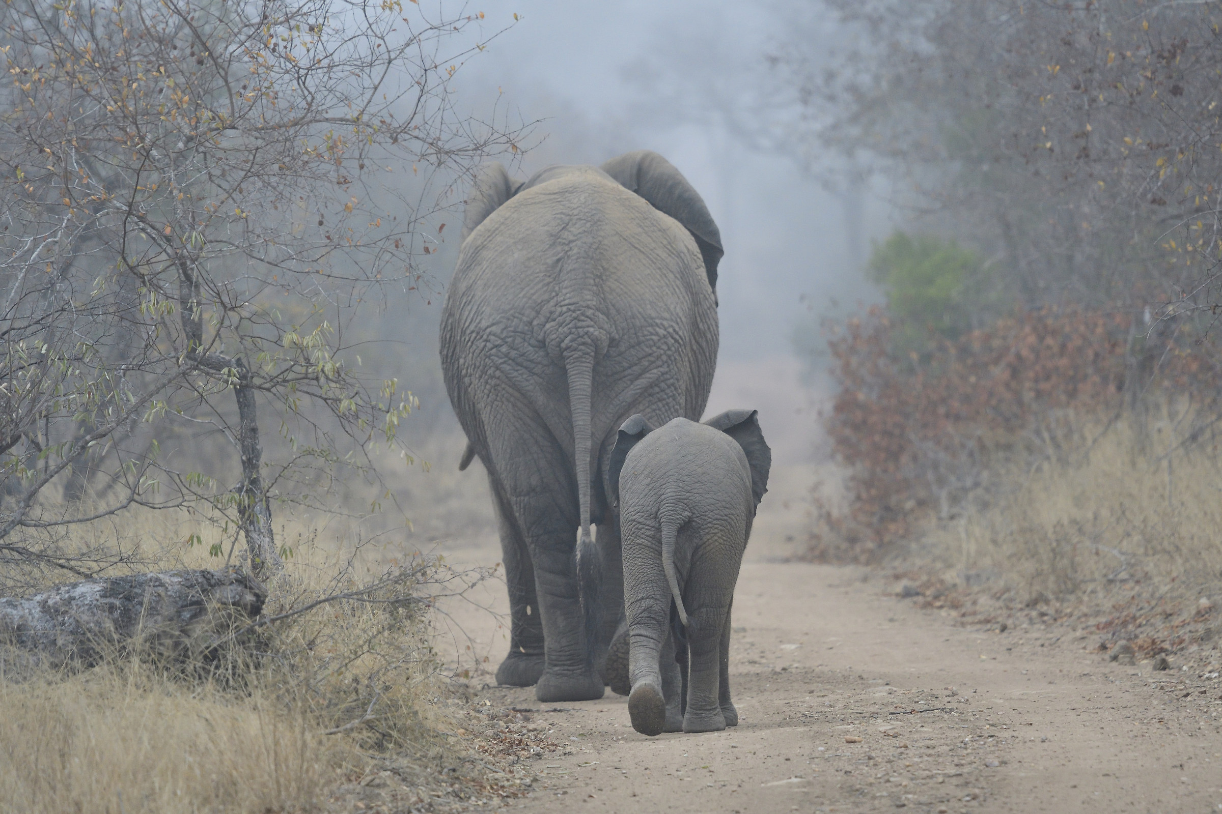 Elephants in South African fog