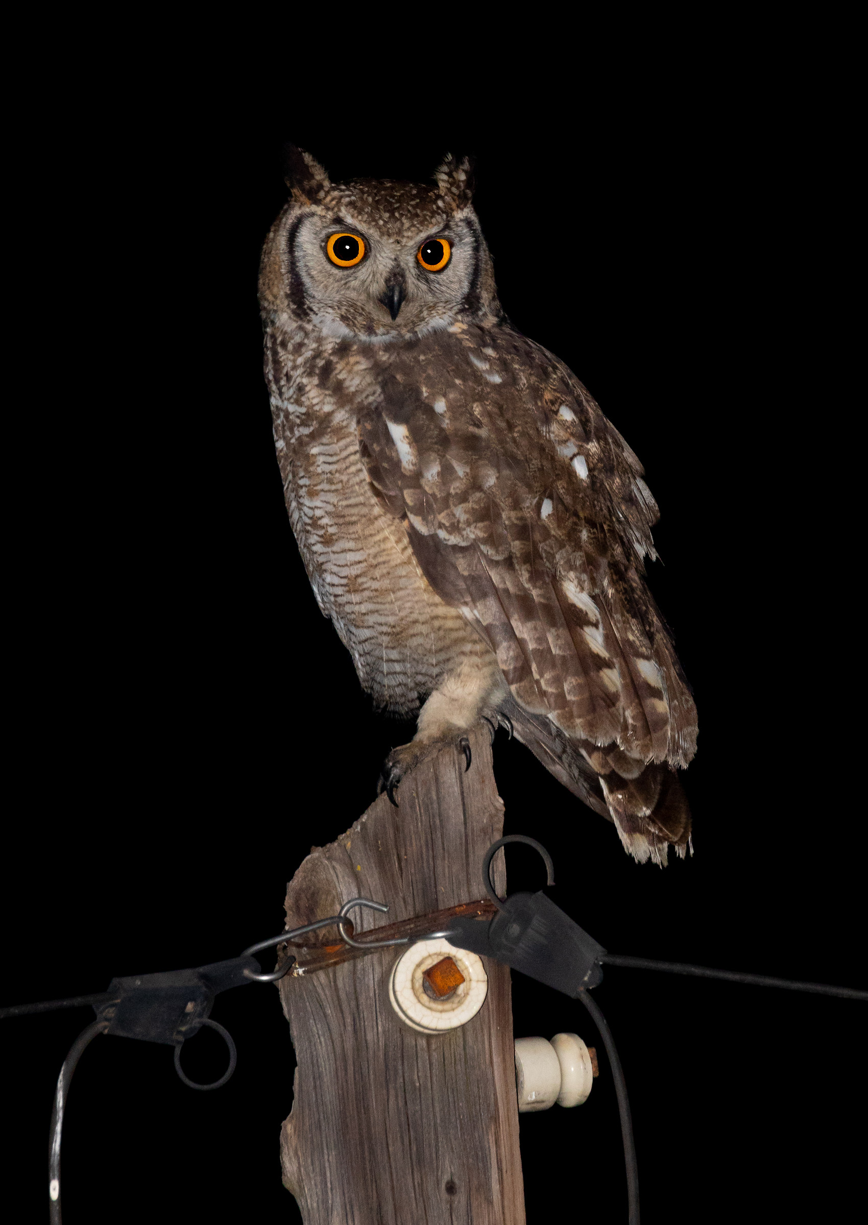 Spotted Eagle-Owl