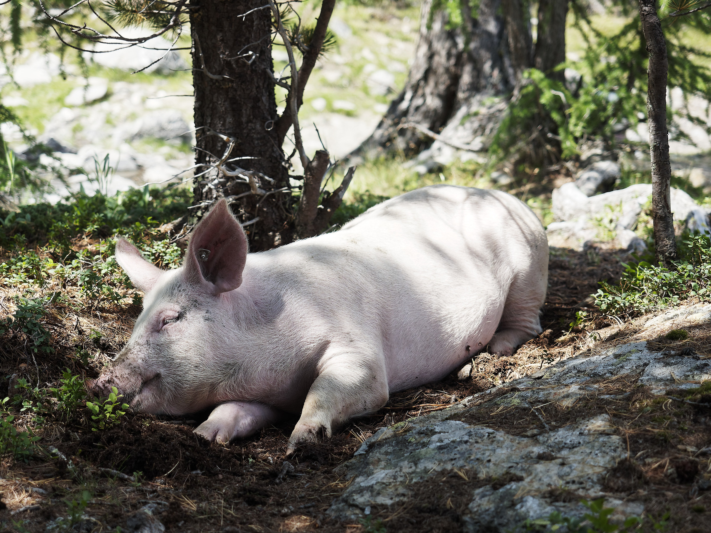 Clothing after meal..