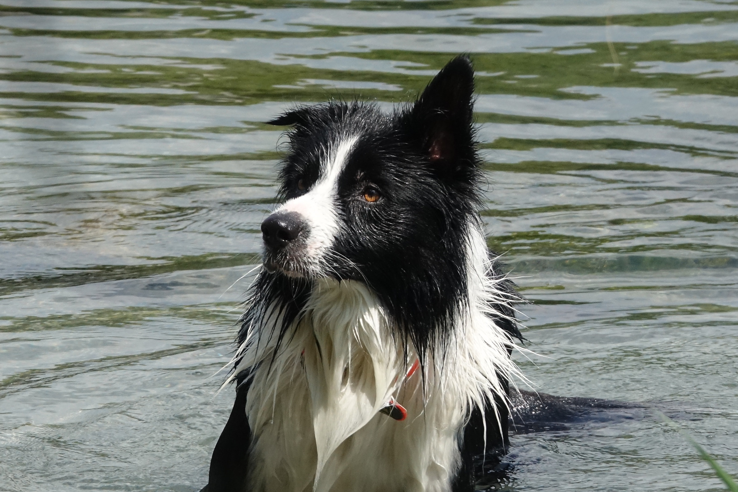 Border Collie al bagno