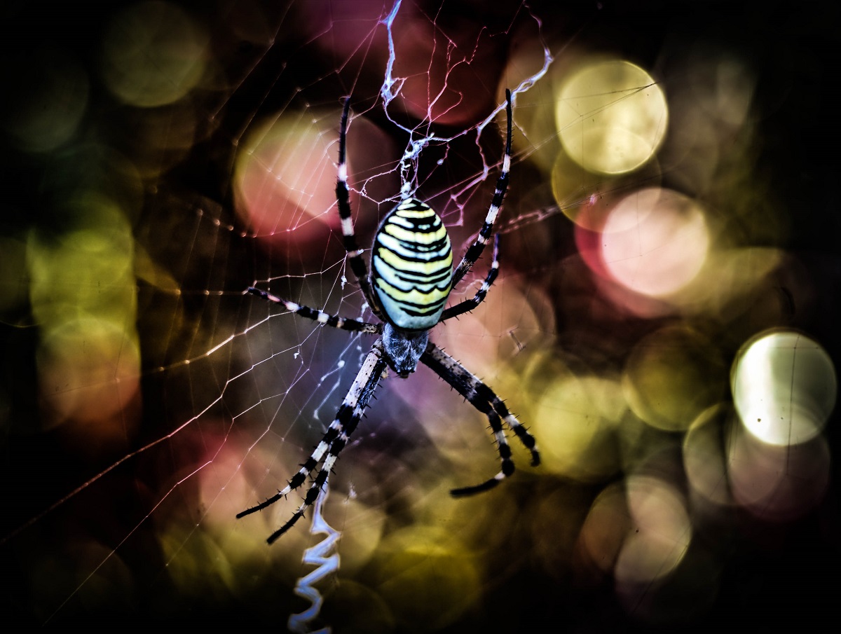 Spider bokeh