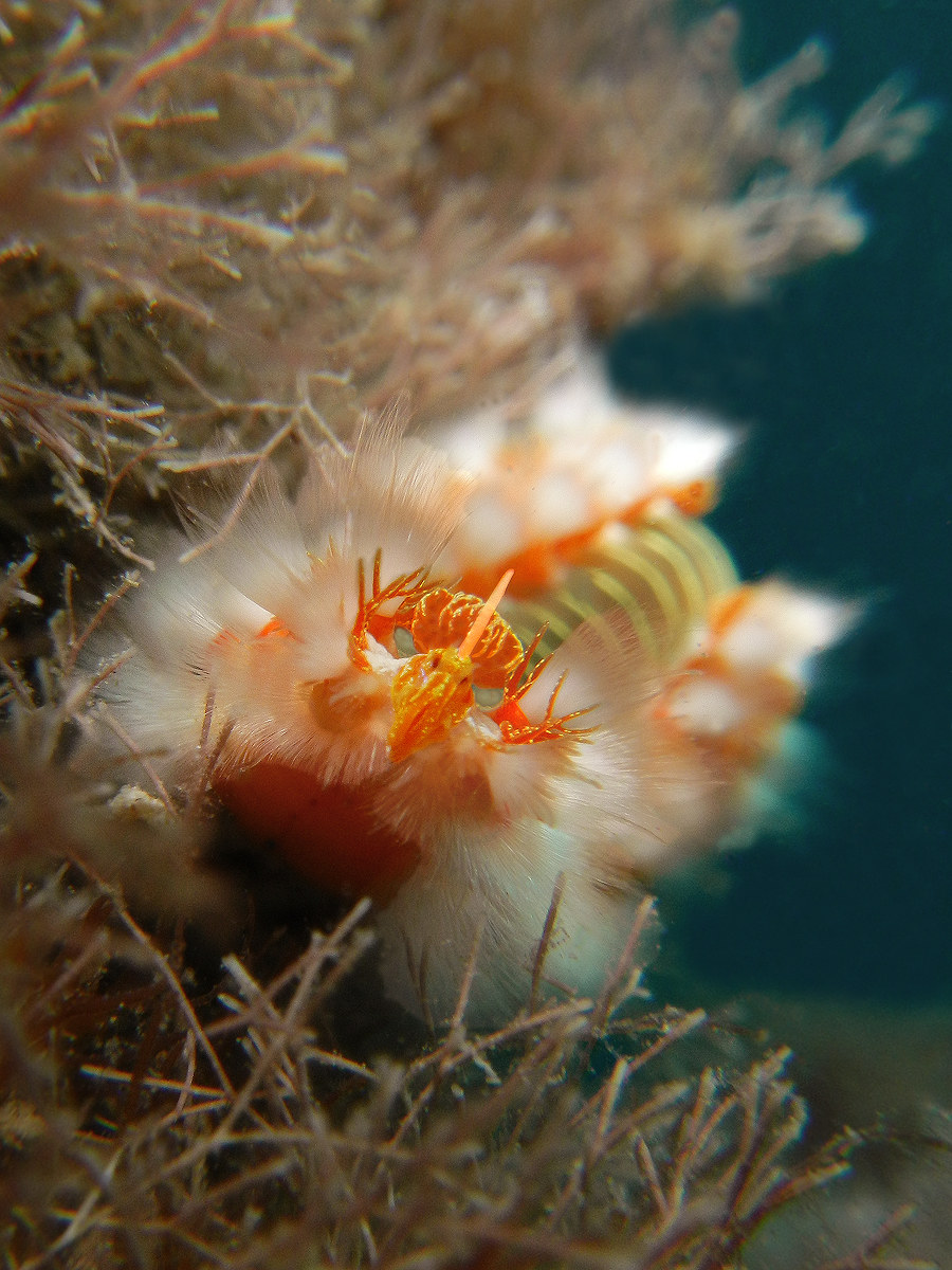 Hermodice carunculata