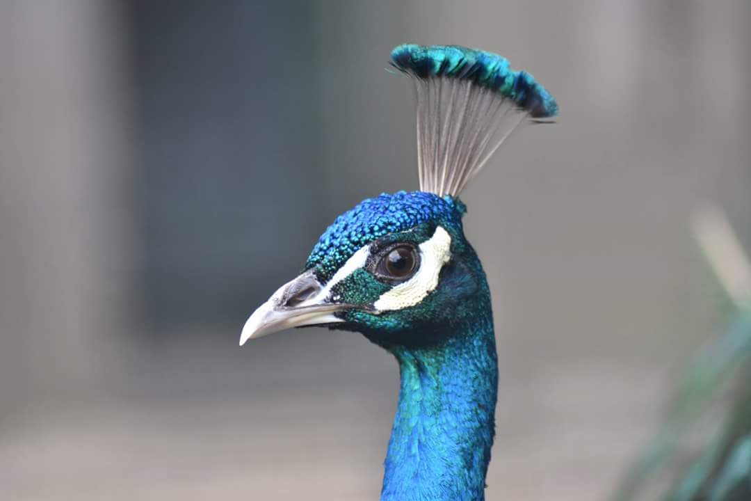 Peacock