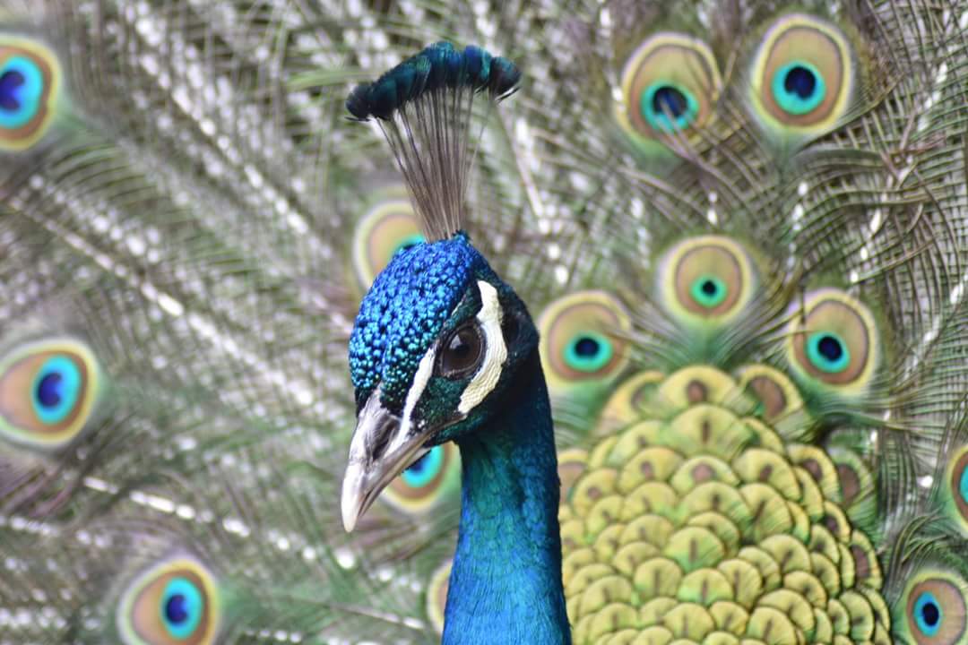 Peacock