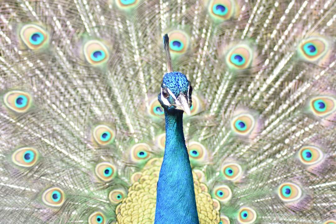 Peacock