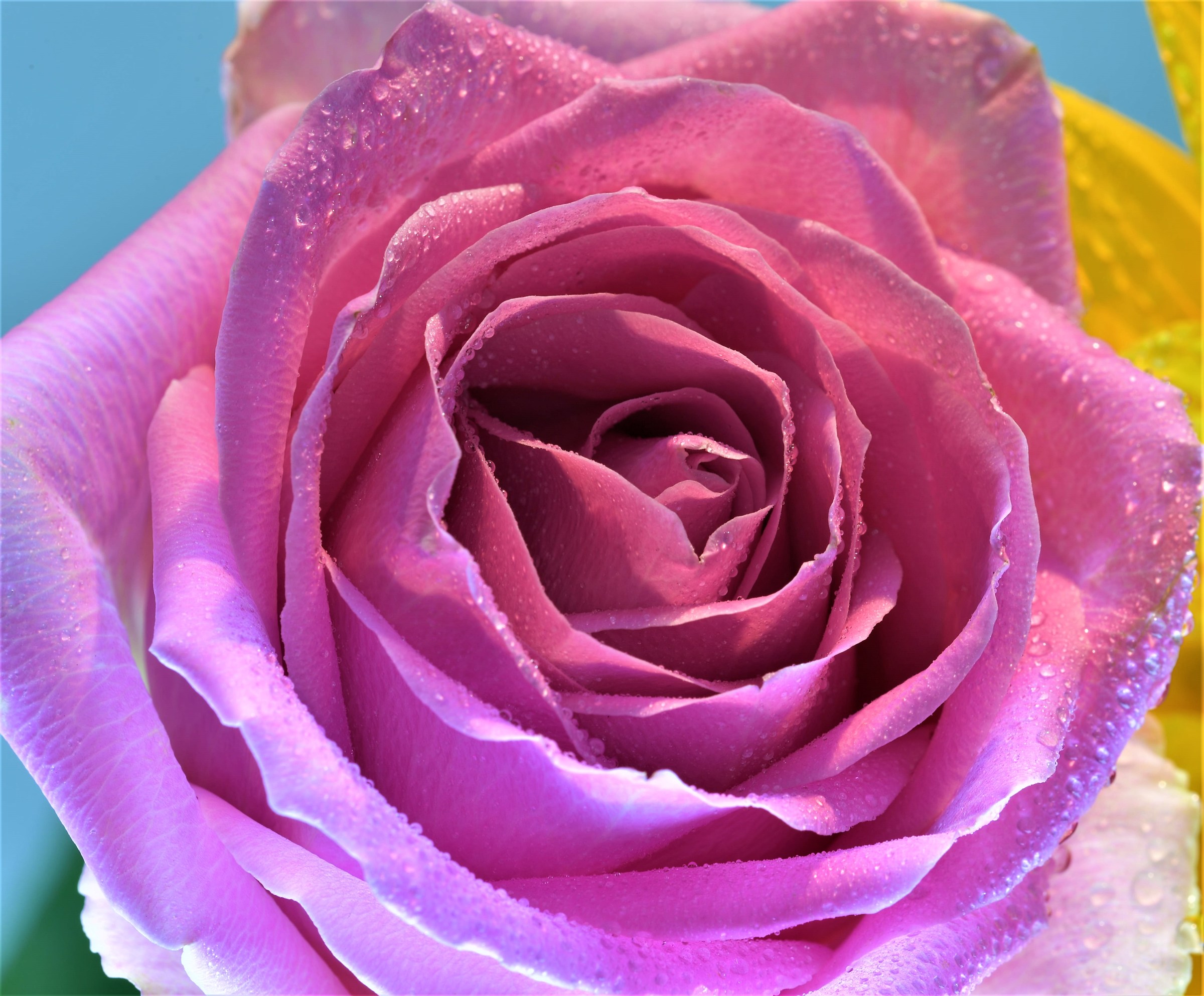 A rose for my great Love (stefy)