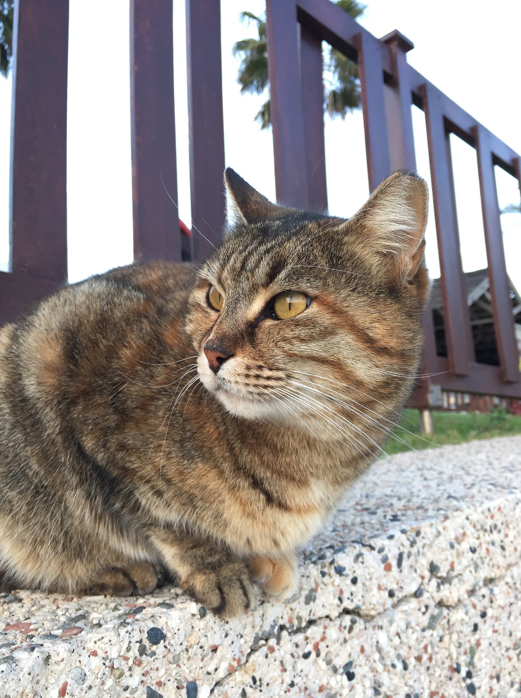 Cypriot cat