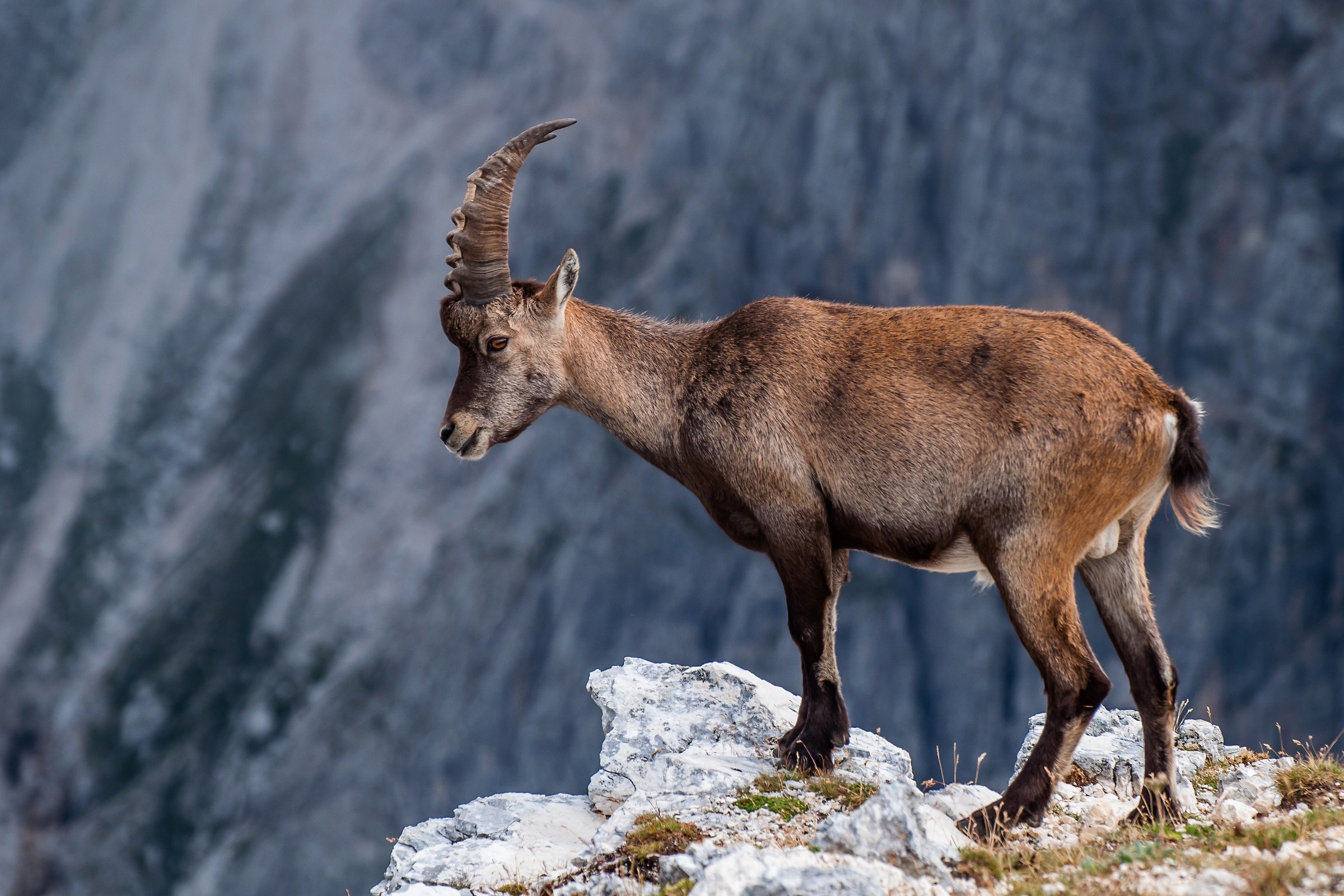 Ibex on the Terrarossa