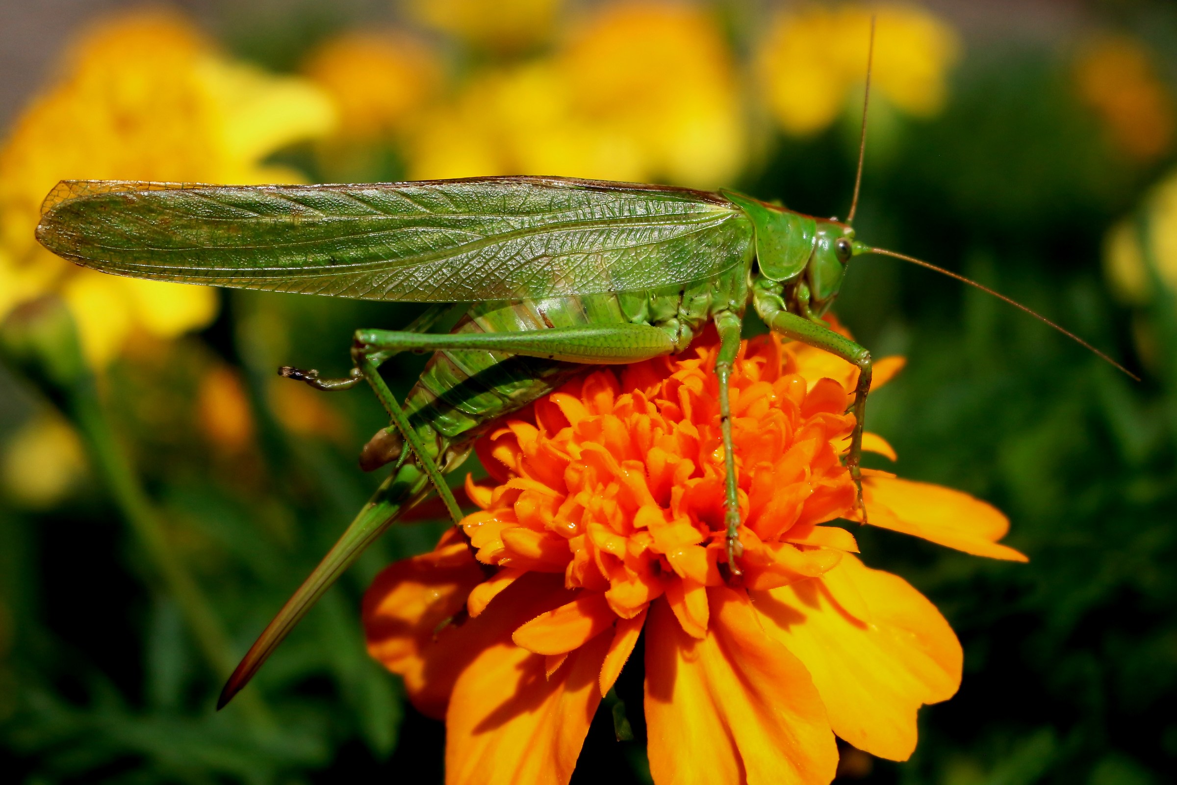The Green Grasshopper on the marigold