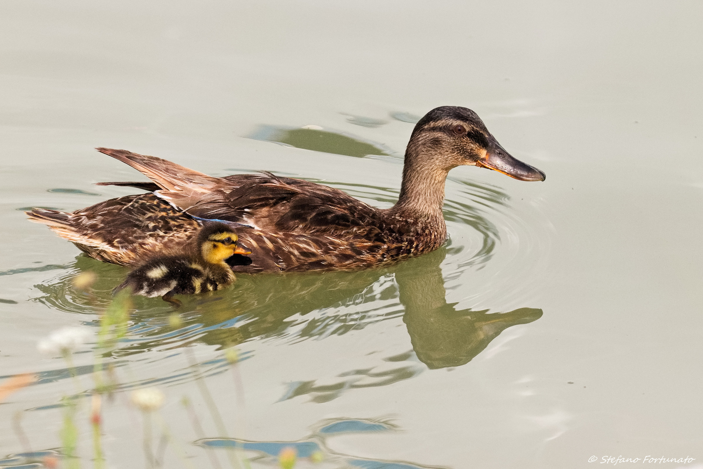 Germano reale femmina con piccolo