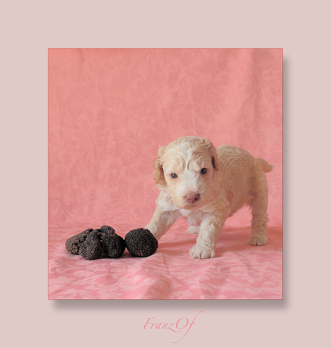 Cucciolo di Lagotto Romagnolo