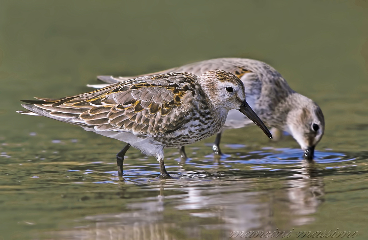 Piovanello pancianera(Calindris alpina)