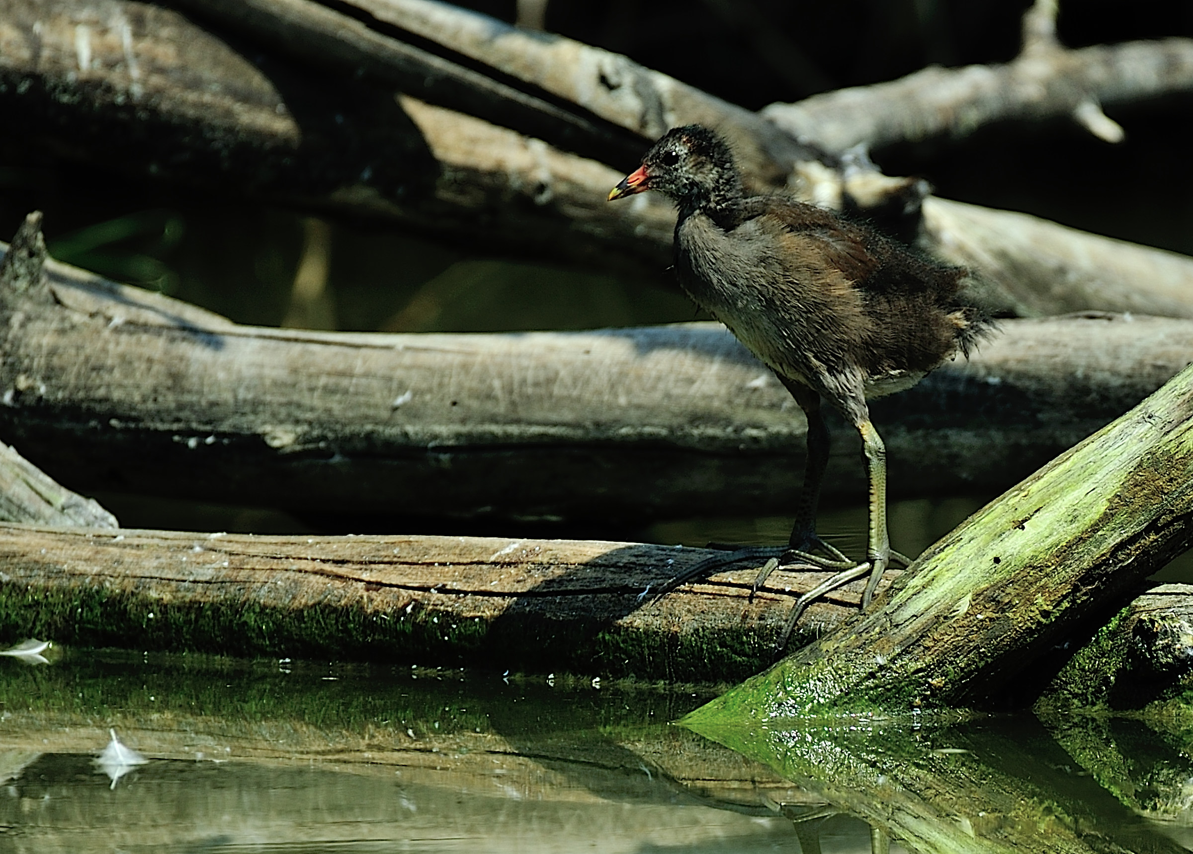 Pullo di gallinella acquatica
