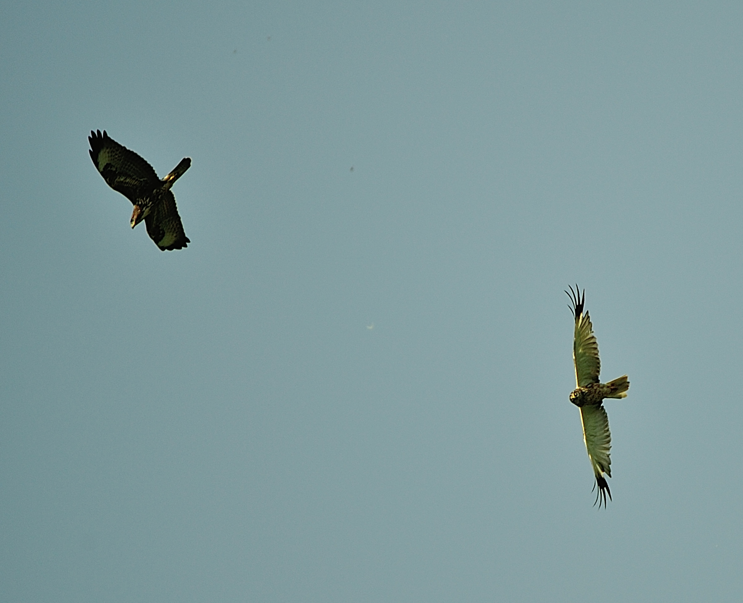 Poiana e falco di palude maschio adulto