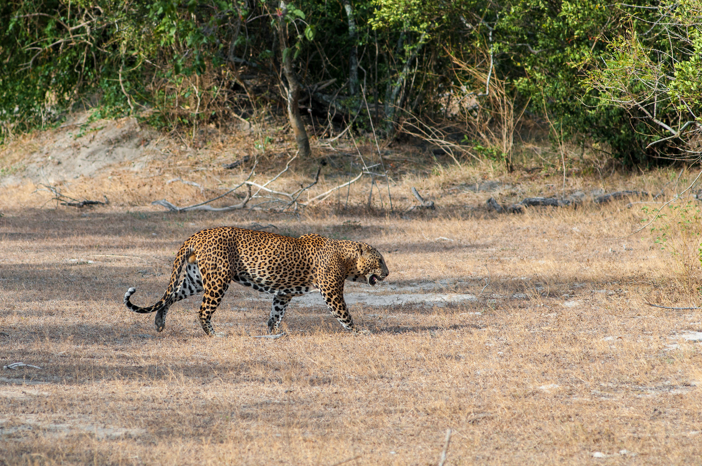Spotting Ceylon leopard