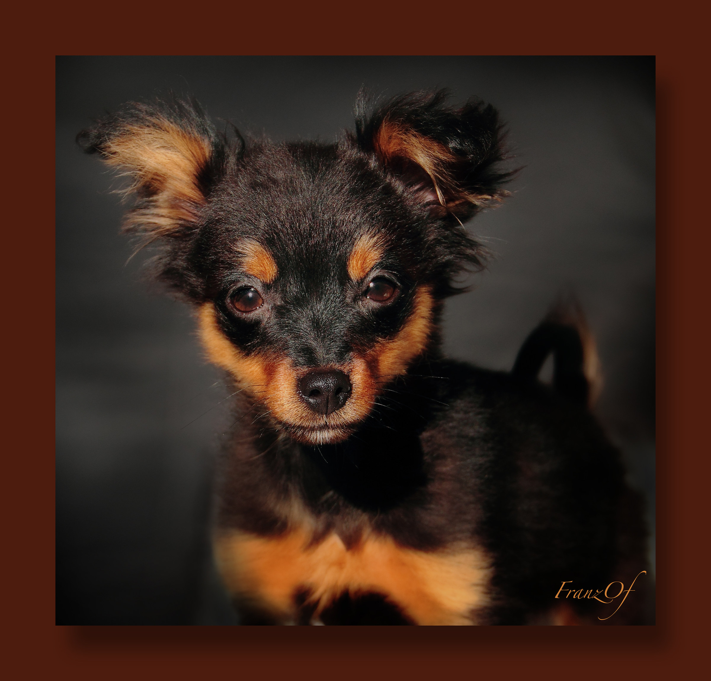 Mi chiamo Jack, sono il nano di casa