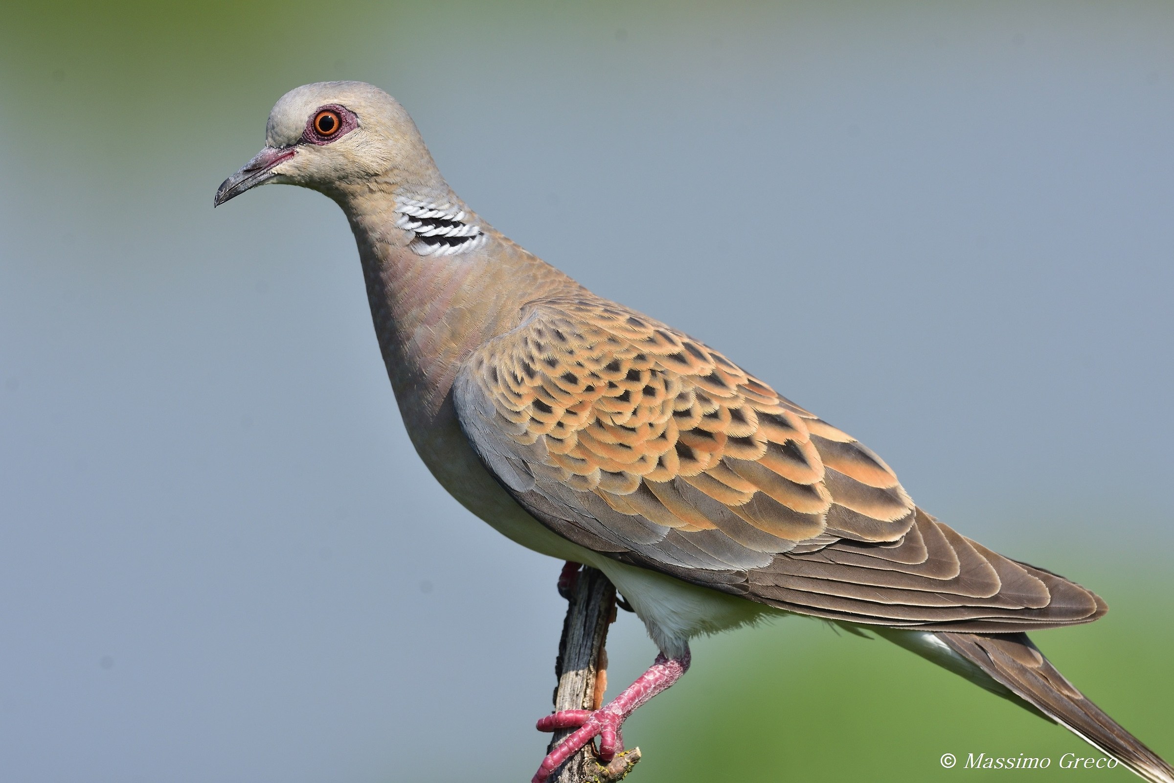 Wild Dove (Streptopelia turtur)