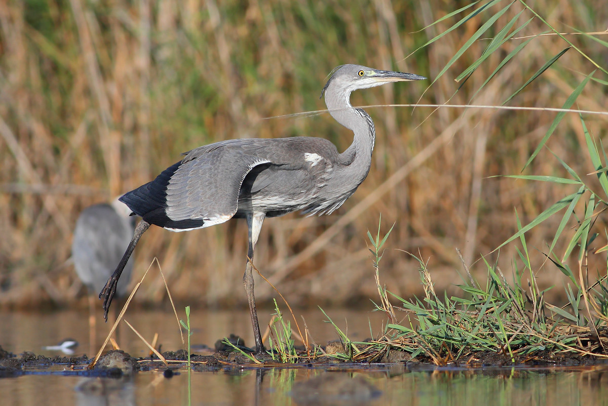 Grey Heron